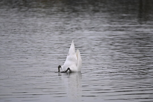 mute swan Cygnus olor large white birds feeding on aquatic macrophytes 