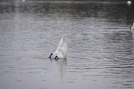 mute swan Cygnus olor large white birds feeding on aquatic macrophytes 