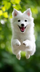 Obraz premium A fluffy white puppy joyfully jumps into the air, its excited expression glowing in the beautiful green backdrop of the lush forest. Nature surrounds this moment of happiness and play
