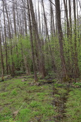 Obraz premium Forest landscape in Białowieża National Park with tall trees, dense greenery and natural light. Peaceful wild woodland, untouched nature, summer scenery and protected ancient forest environment. swamp