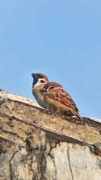 A pair of Eurasian Tree Sparrows (Passer montanus) perched together on a concrete ledge against a clear blue sky