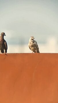 A mottled feral pigeon (Columba livia) perched on an urban orange wall ledge against a bright sky