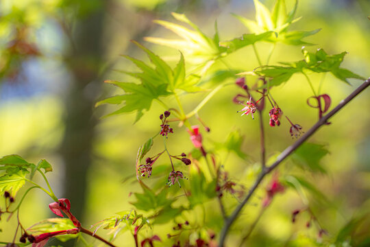 イロハモミジの小さな花