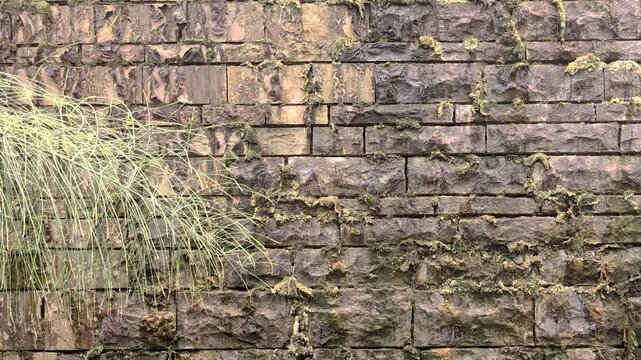 BEAUTIFUL ARRANGEMENT OF MOSS AND ALGAE ON A STONE WALL FOR A BACKGROUND
