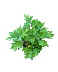 Obraz premium Herbal Chrysanthemum Indicum PNG - Isolated Medicinal Plant with Fresh Green Leaves on Black Background High-resolution PNG cutout of the medicinal plant Chrysanthemum indicum, widely used in traditio