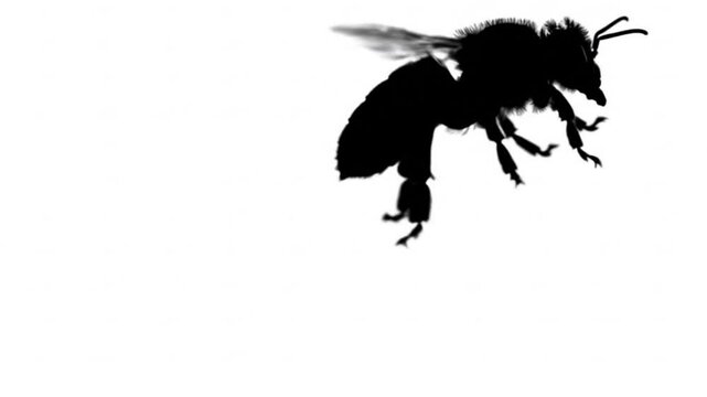 bee flying and hovering video