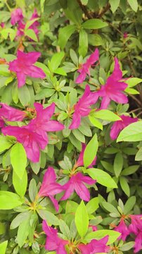 Bright pink flowers Azalea indica Magnifica bloom in a garden during spring season in a local park