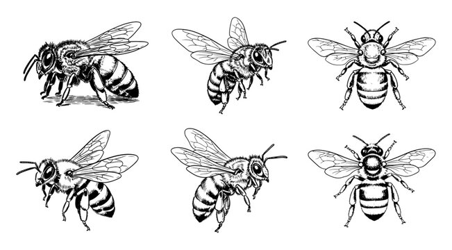 Hand Drawn Bee Sketch Vector Illustration Set, Vintage Ink Style Insect Drawing Collection