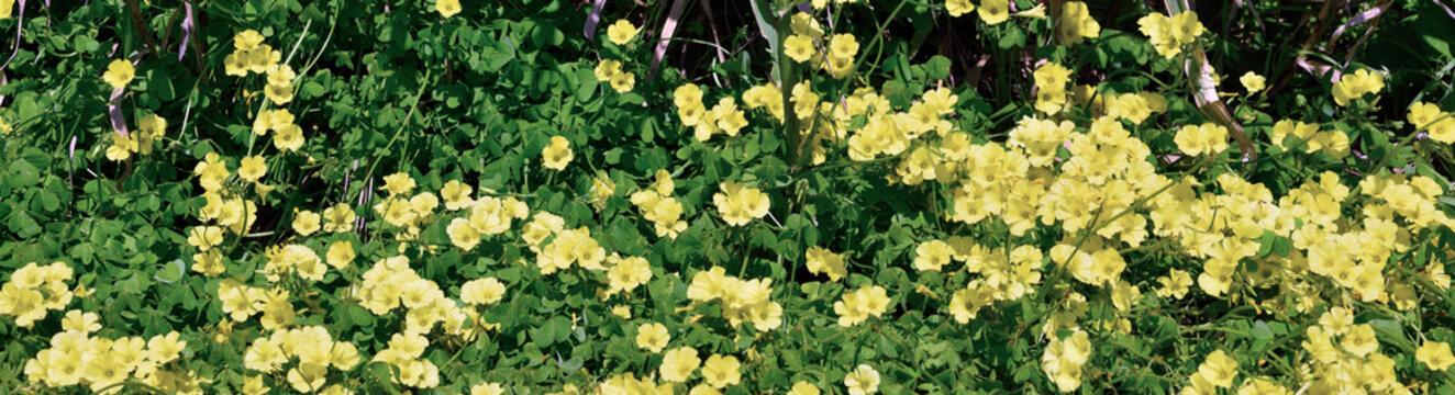 Yellow wood sorrel (Oxalis pes-caprae) on the coast at Varazze, Italy