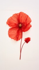 Obraz premium Real pressed poppy flower petal plant red.