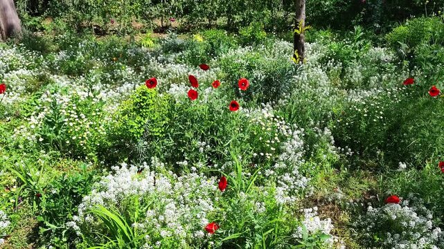 View of a tranquil Mediterranean wildflower meadow with blooming poppies, alyssum maritimum flowers and butterflies drifting through the air on a gentle spring breeze.