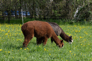 Fototapeta premium alpaka tier natur lama