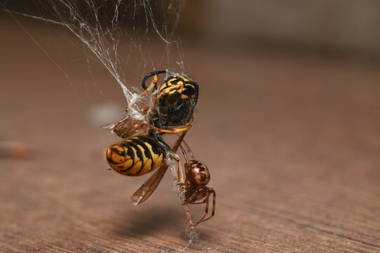 Closeup of a Triangulate Cobweb Spider (Steatoda triangulosa) with wasp as prey