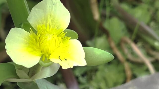 LIMNOCHARIS FLAVIA Yellow flower blooming in a garden during sunny weather in late spring