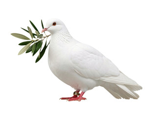 Obraz premium A serene image of a white dove holding a green twig in its beak, suggesting peace and harmony