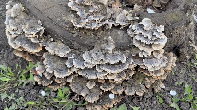 Trametes versicolor turkey tail mushroom growing on a tree stump in the forest, natural fungi texture background