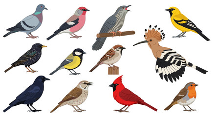 Obraz premium Diverse Wild Bird Species Collection Professional Vector Illustration for Ornithology and Nature Conservation Branding