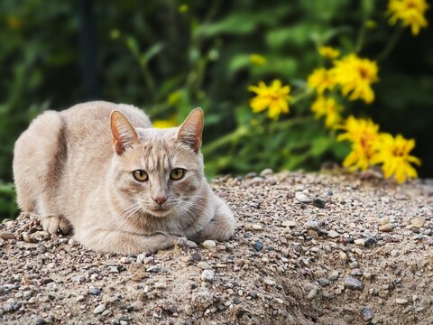 Light orange tabby cat lying on dirt and pebbles. Ginger feline portrait in outdoor garden with yellow flowers