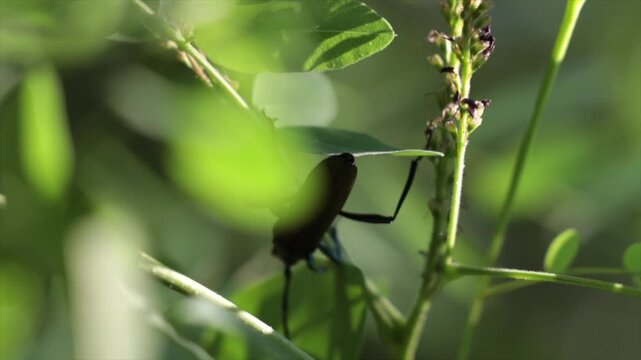 esemplare d'insetto di Aromia moschata mentre si sposta rapidamente tra i rami di alcune piante, di giorno, in un ambiente naturale