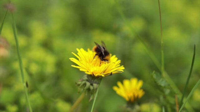 bombo mentre cerca il polline in un fiore giallo, di giorno, in un ambiente naturale