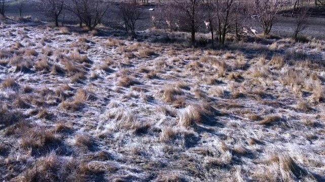 Aerial photography; against the backdrop of a winter landscape, a group of Onagers (Equus hemionus) runs along the bed of a dry river.