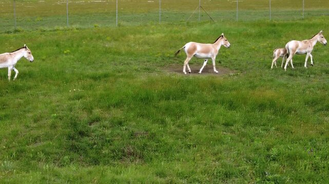 Aerial photography of a group of adult Onagers (Equus hemionus) with two small foals.