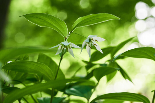 春の明るい日影に咲くチゴユリの花