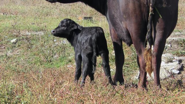 Newborn calf next to a female Water Buffalo (Bubalus bubalis) .