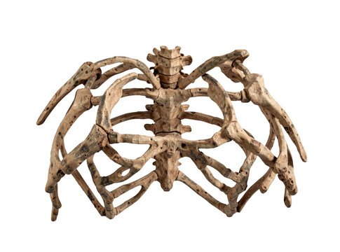 A skeleton of a bird perched on a white background, simple and eerie
