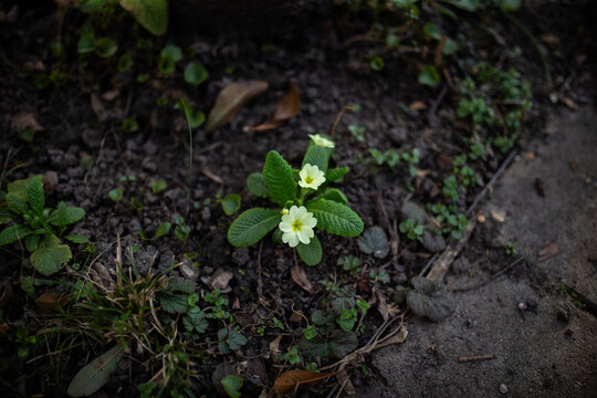 Small cluster of yellow Primrose flowers in early spring, blooming on ground floor