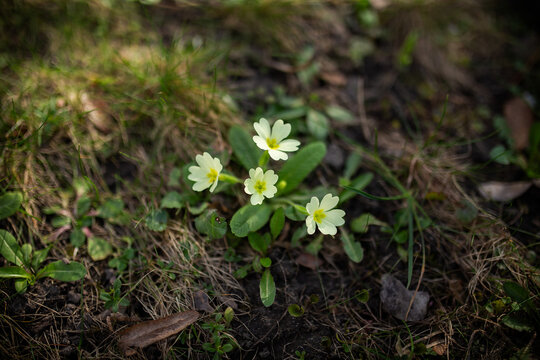 Small cluster of yellow Primrose flowers in early spring, blooming on ground floor