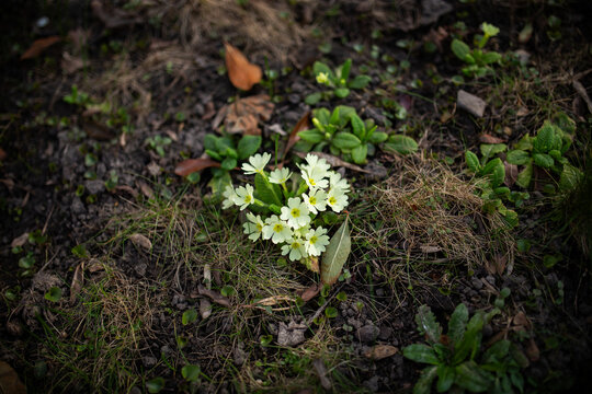 Small cluster of yellow Primrose flowers in early spring, blooming on ground floor