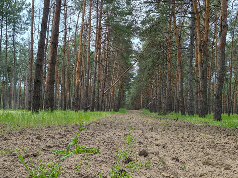A tree felled by a strong wind in a pine forest with damaged branches and beautiful bark on a summer day, view from the roots. High quality photo