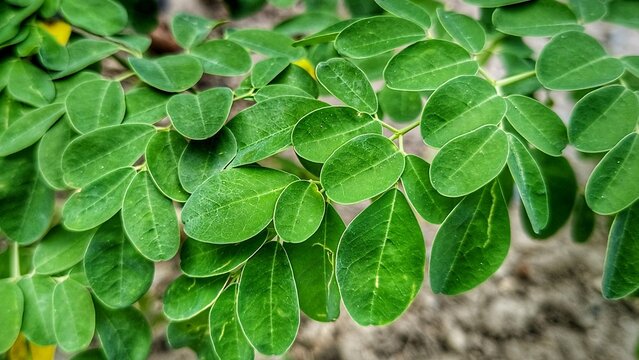 Fresh green moringa oleifera leaves on a branch in a garden.
