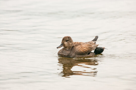 Gadwall (Mareca strepera) duck swimming in the New Jersey Meadowlands on an overcast day