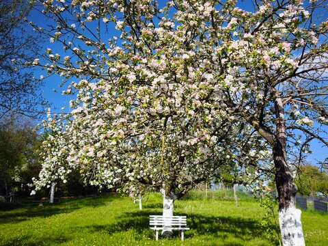 White park bench under the blossoming apple tree