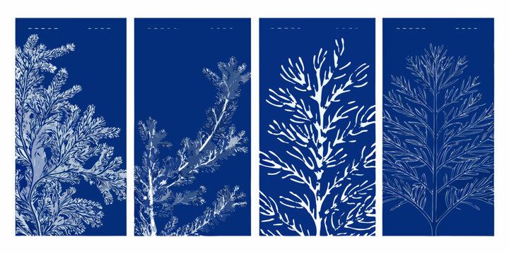 Four vertical panels displaying botanical cyanotype plant specimens