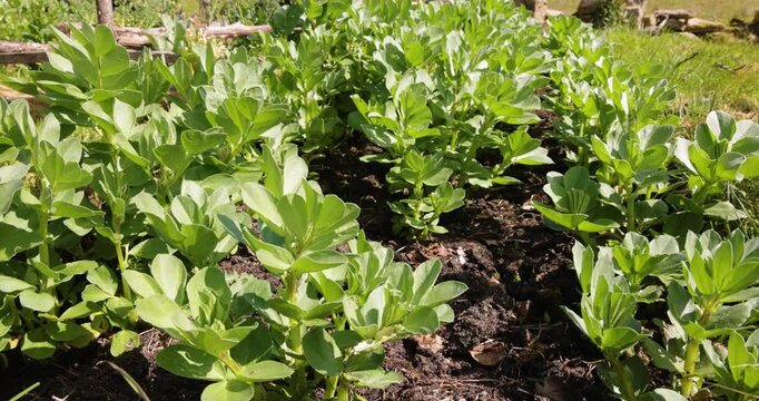 Green fava bean plants growing in a garden row