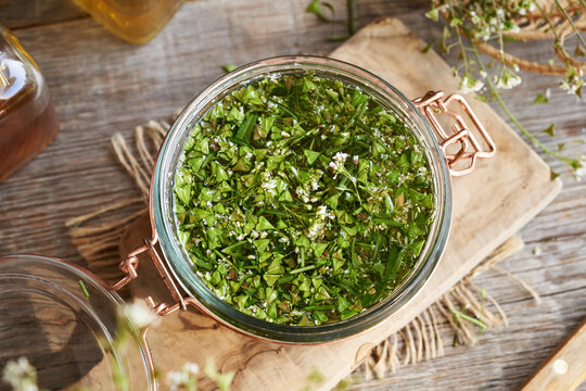 Preparation of herbal tincture from fresh blooming shepherd's purse plant in a glass jar