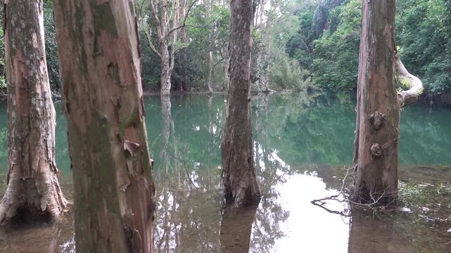 The flooded forest, submerged forest. Eucalyptus forest grows in water, pokossin. Hong Kong Island. It is like Eucalyptus aquatica