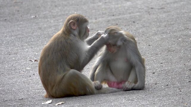 Touching and gentle care, grooming. A pair of Rhesus monkeys are looking for and killing fleas from each other, females eat the insects, the food is not wasted