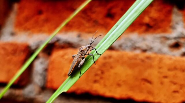 Macro Shot of Brown Stink Bug Resting on Green Leaf with Rustic Brick Background