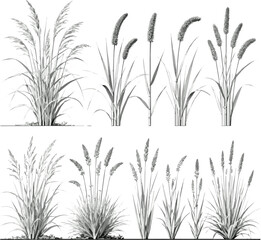 Obraz premium Create a realistic Vector set of ornamental grasses in elevation view for architectural drawings vector art with white background..