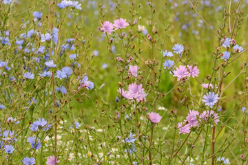 Fototapeta premium Chicory, Cichorium intybus also Blue sailors and Common chicory. The thick roots are also used to make a coffee substitute. The common form is a clear sky blue, but white and pink are also available. 