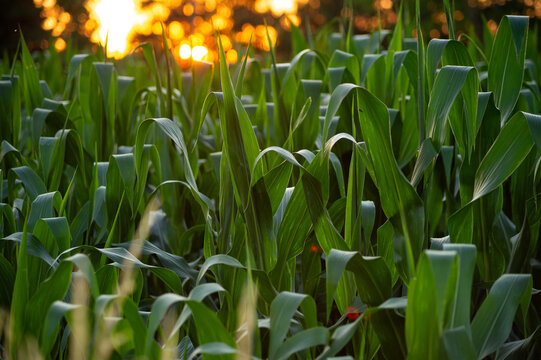 Close up of green corn leaves in a field at sunset. Young maize plants growing in rows during golden hour.