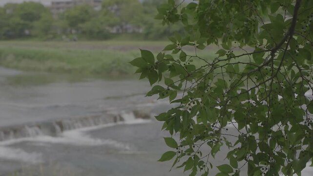 晴れの日の川辺の木々と遠くに見える小さな堰/Trees along the riverbank on a sunny day, and a small weir visible in the distance.
