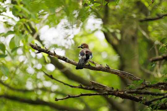 Ghiandaia (Garrulus glandarius) ferma in alto sul ramo di un albero, di giorno, in estate, in un ambiente naturale