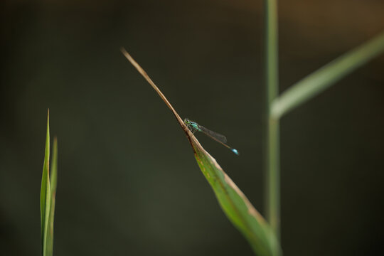 esemplare di damigella (Zygoptera) ferma sopra una foglia su una pianta, di giorno, in un ambiente naturale