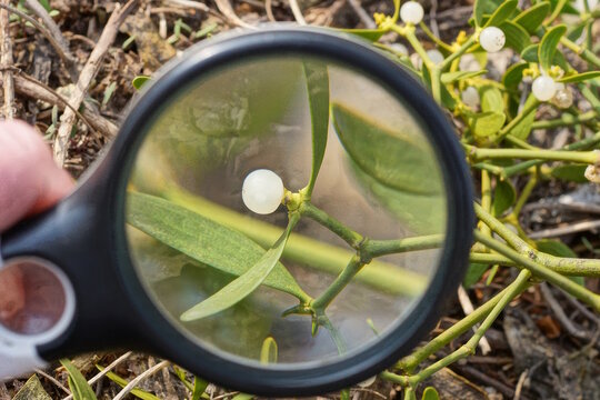 Black magnifying glass in hand magnifies green branch of mistletoe plant with leaves and white berry on daytime street