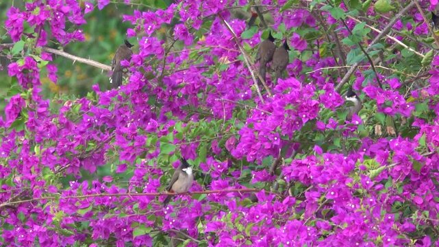 Red-whiskered bulbul (Pycnonotus jocosus). Birds on a wonderful lilac background of blooming bougainvilleas. Hong Kong Island